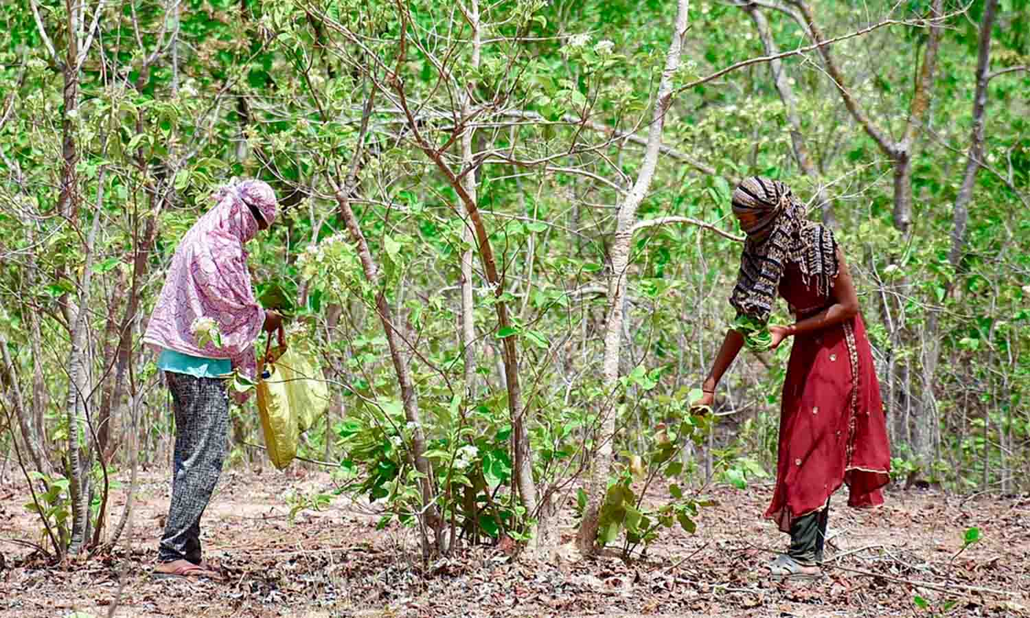 The Journey of a Forest Product: From Village Hands to Your Home