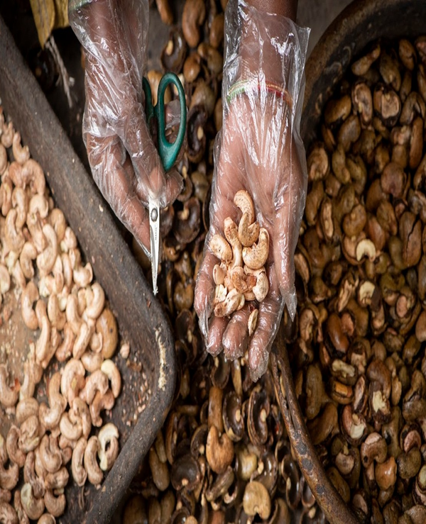 From Tribal Hands to Your Home: The Journey of Every Cashew