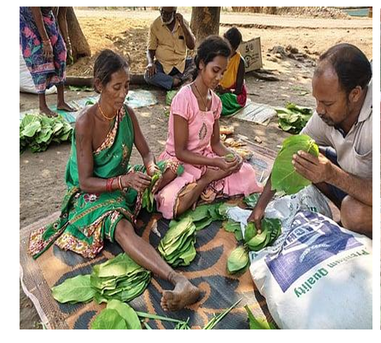 The Invisible Struggle: Why Tribal Forest Produce Often Goes Undervalued