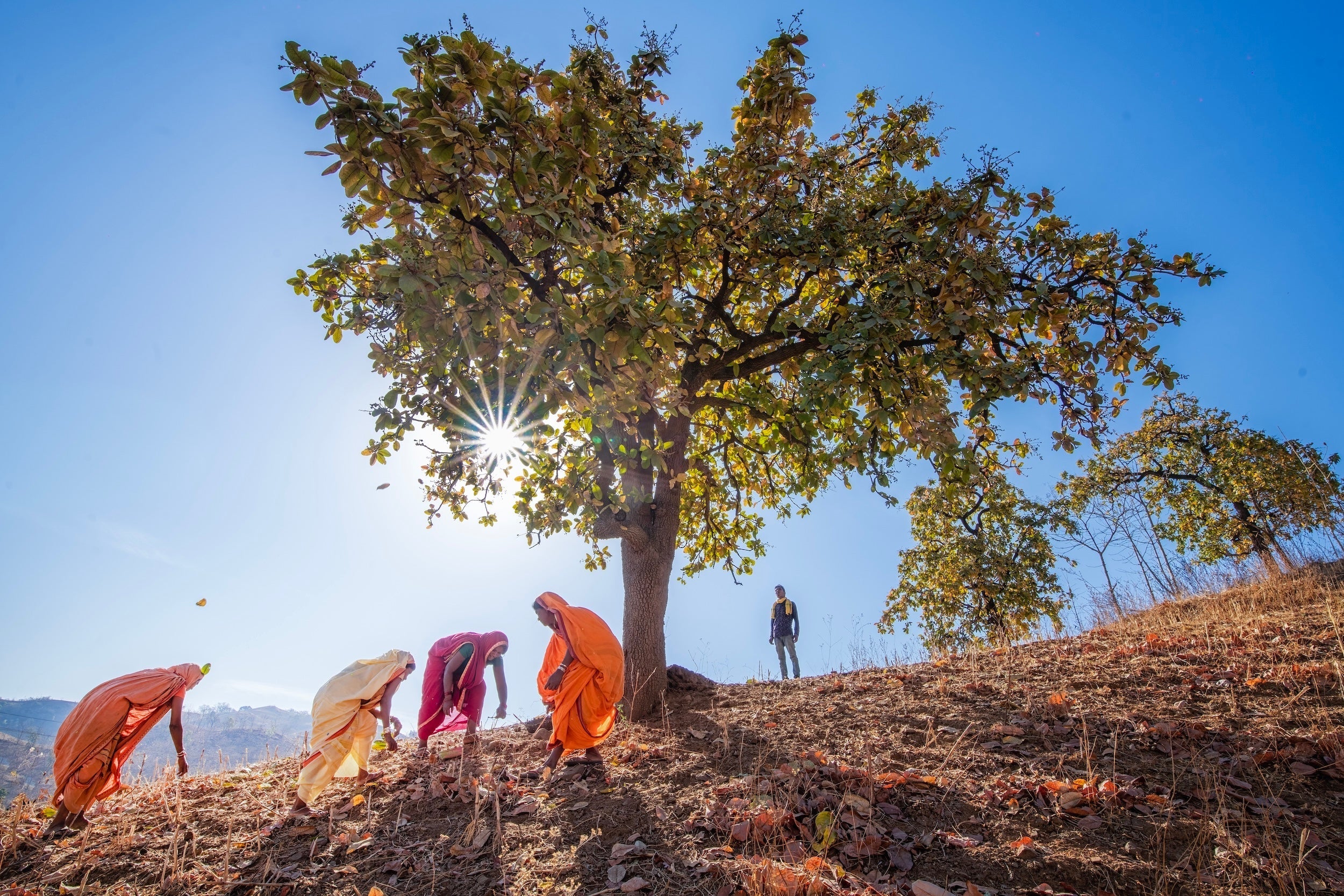 From Tradition to Market: How Tribal Knowledge Powers Natural Products