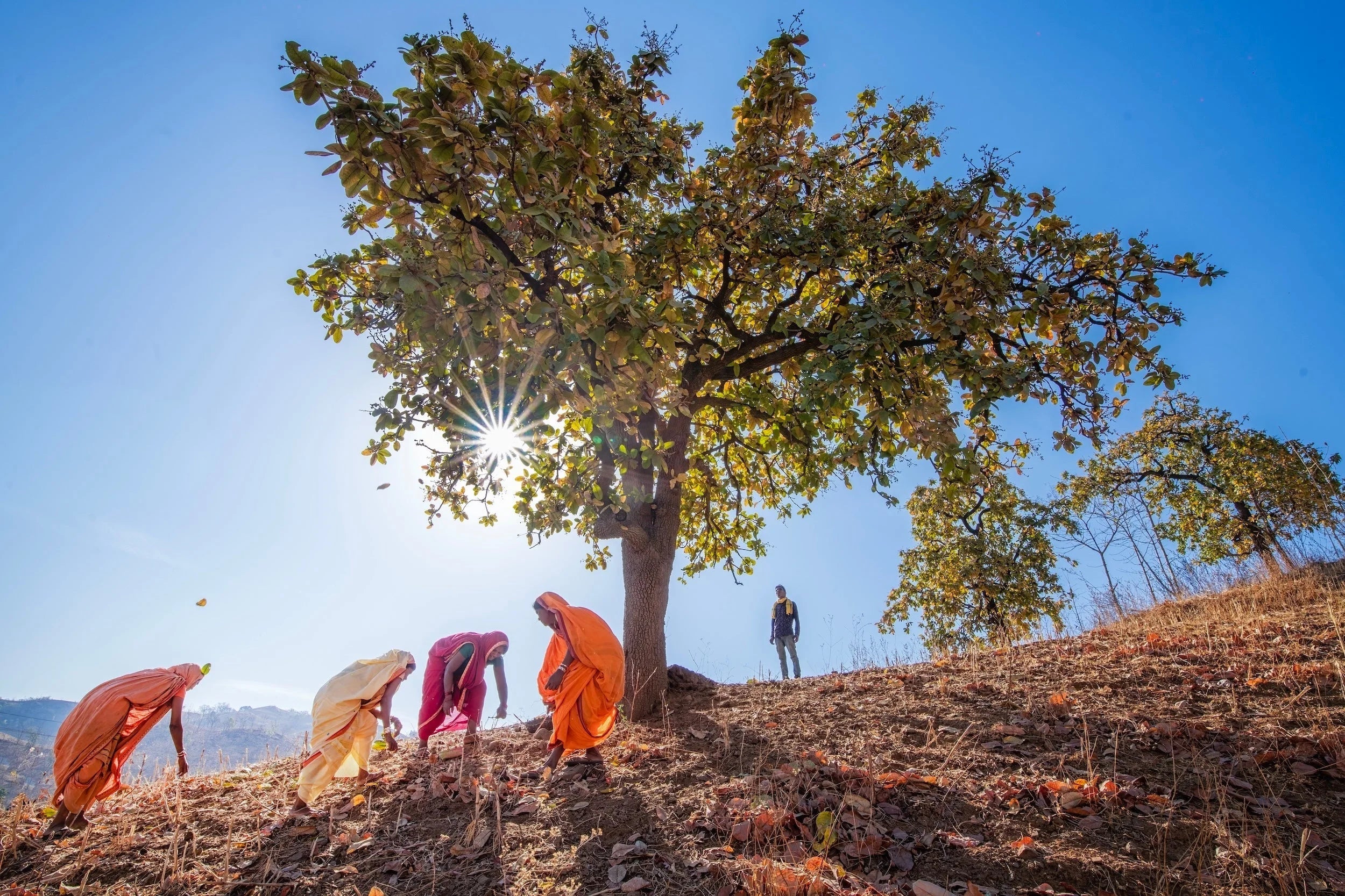 From Tradition to Market: How Tribal Knowledge Powers Natural Products