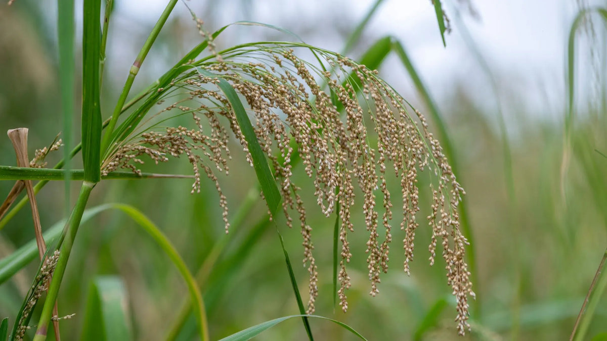 Black Rice: The Ancient Grain That Became Known as Emperor's Rice