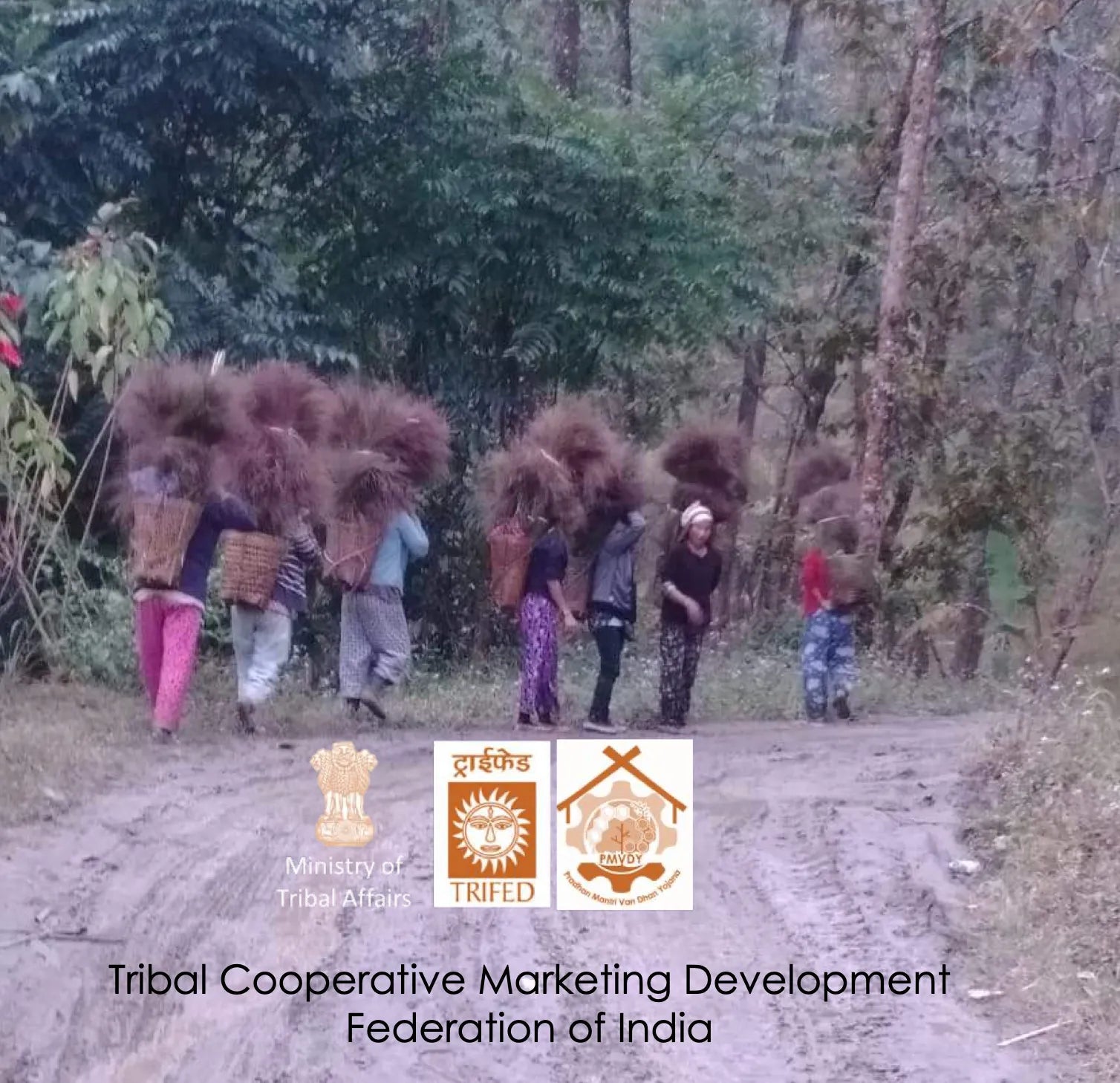 From Forest to Market: How the Van Dhan Yojana is Uplifting Tribal Maharashtra - Shabari Naturals