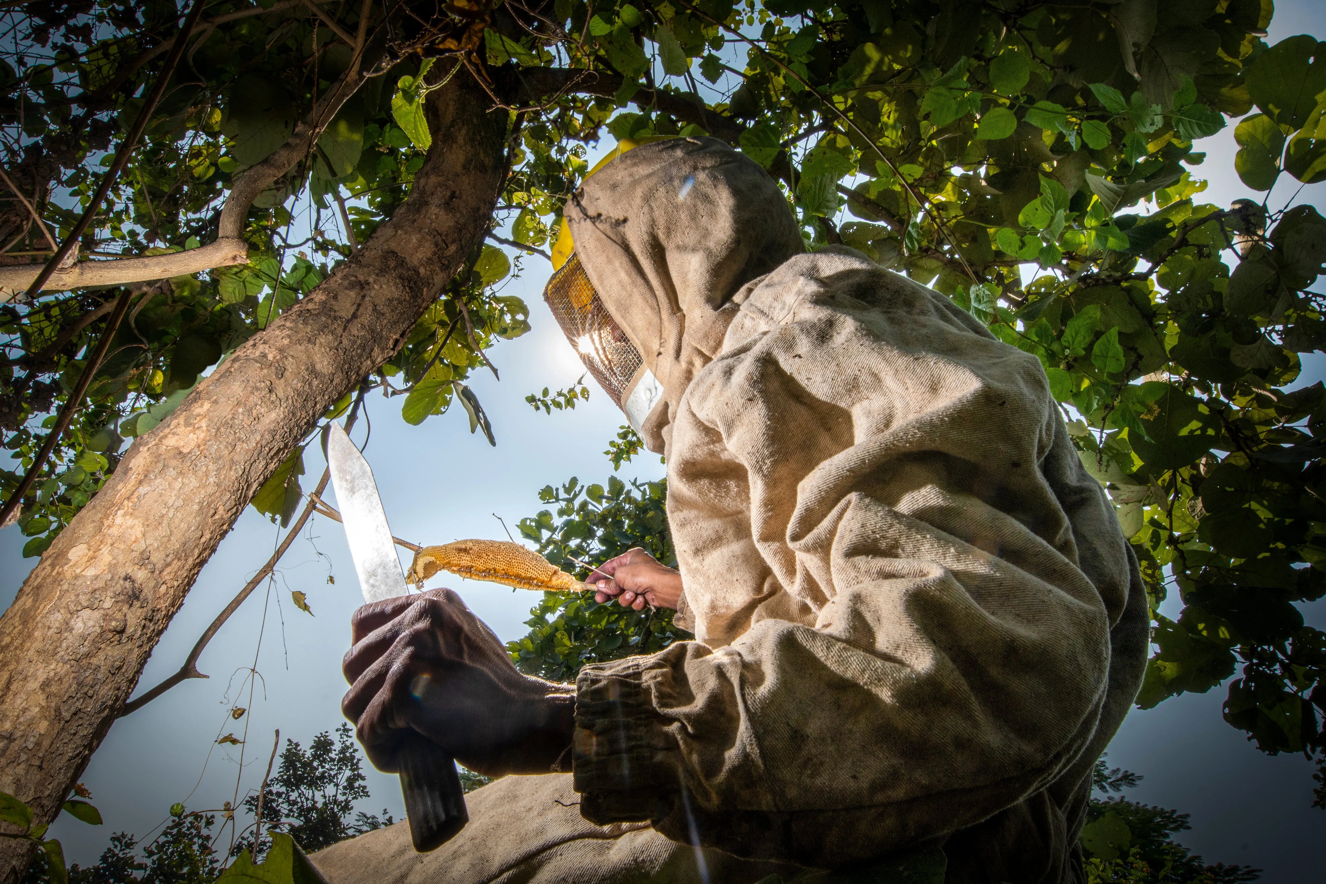 Traditional honey collection in a forest for Shabari Naturals Multiflora Honey
